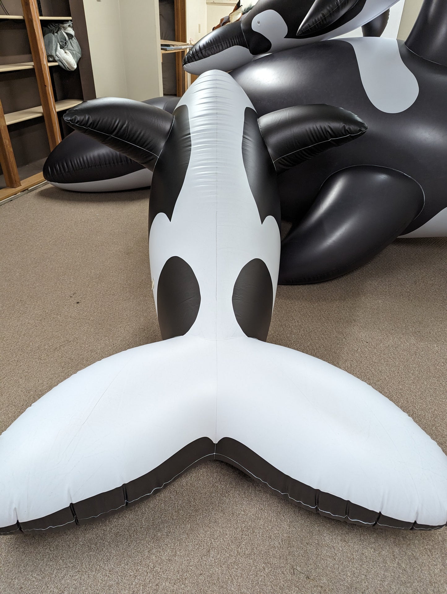 PhenodToy Whale (2.5M Size)
