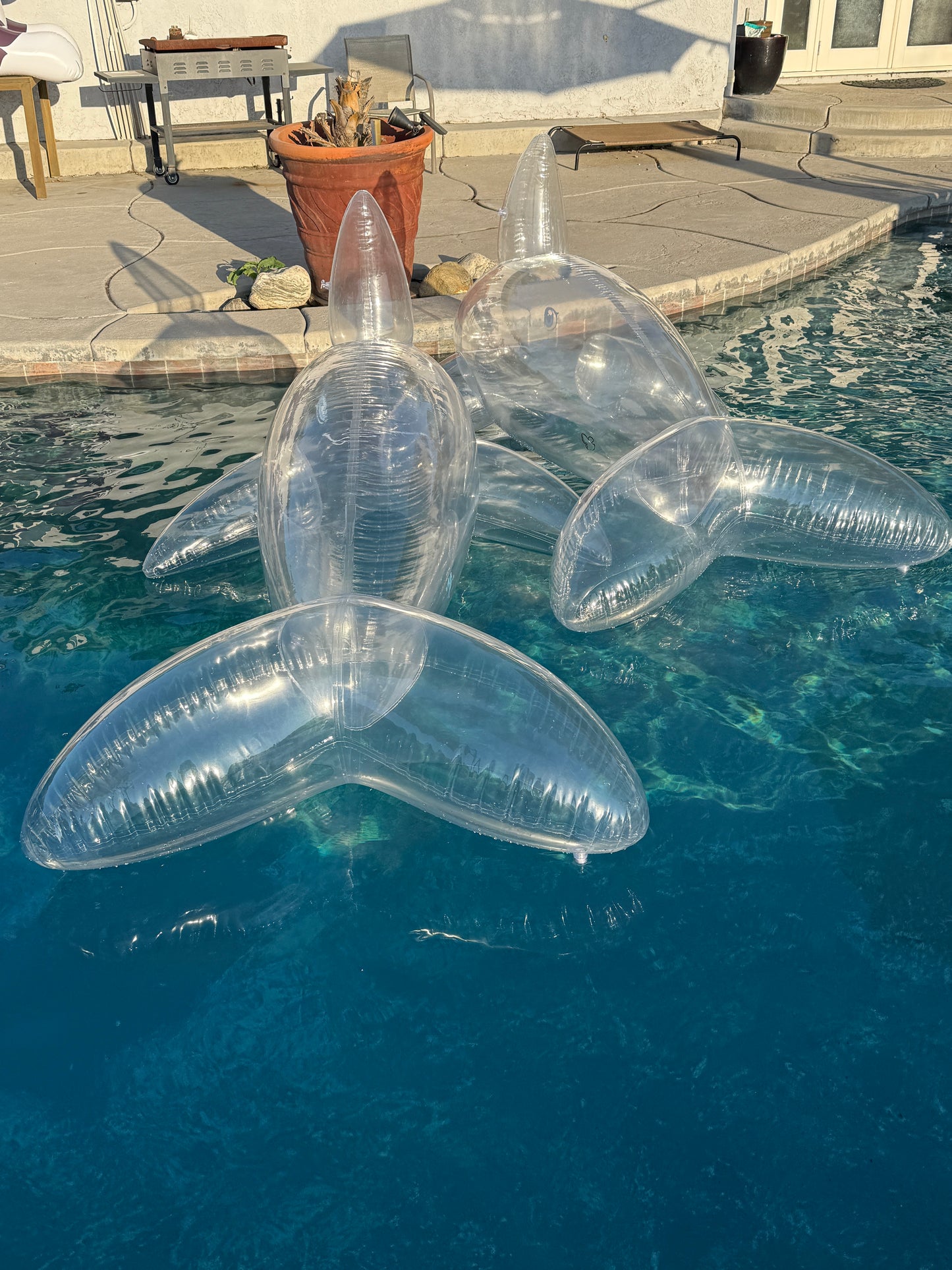 PhenodToy Clear Whale Preorder (2.5M Size)