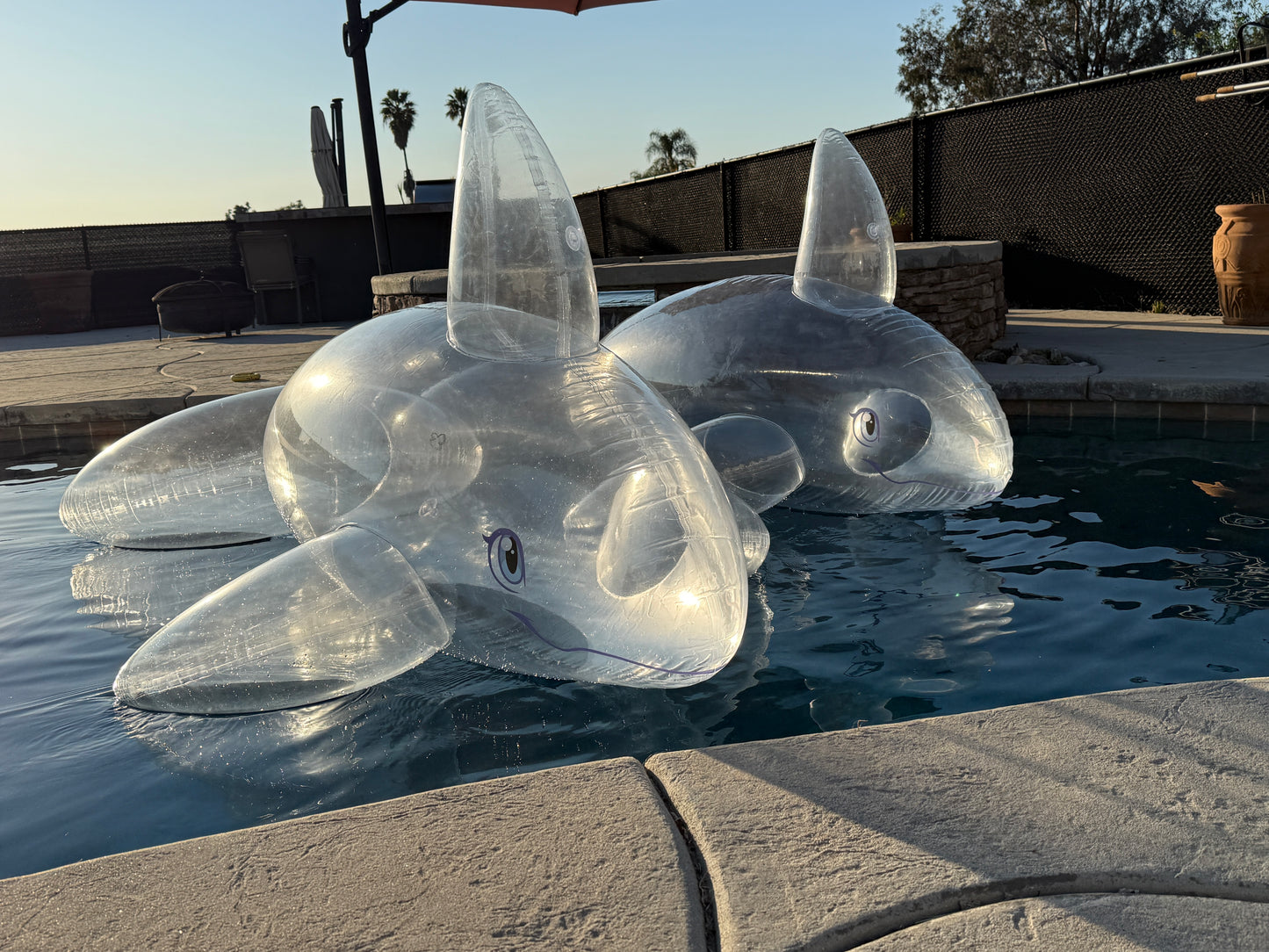 PhenodToy Clear Whale Preorder (2.5M Size)