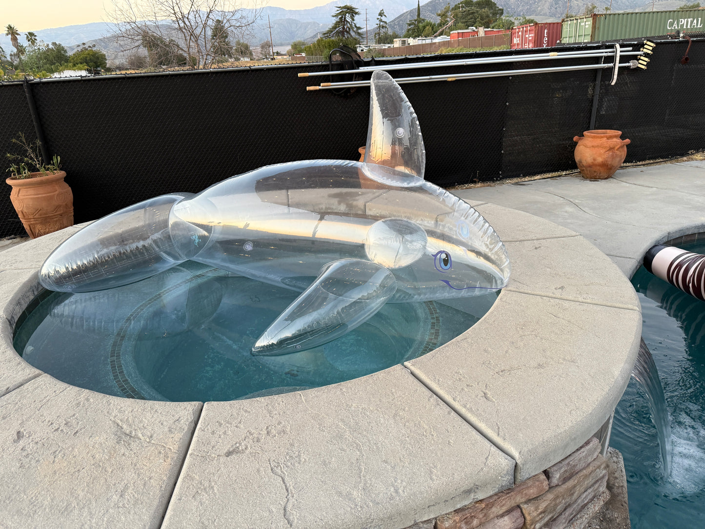 PhenodToy Clear Whale Preorder (2.5M Size)