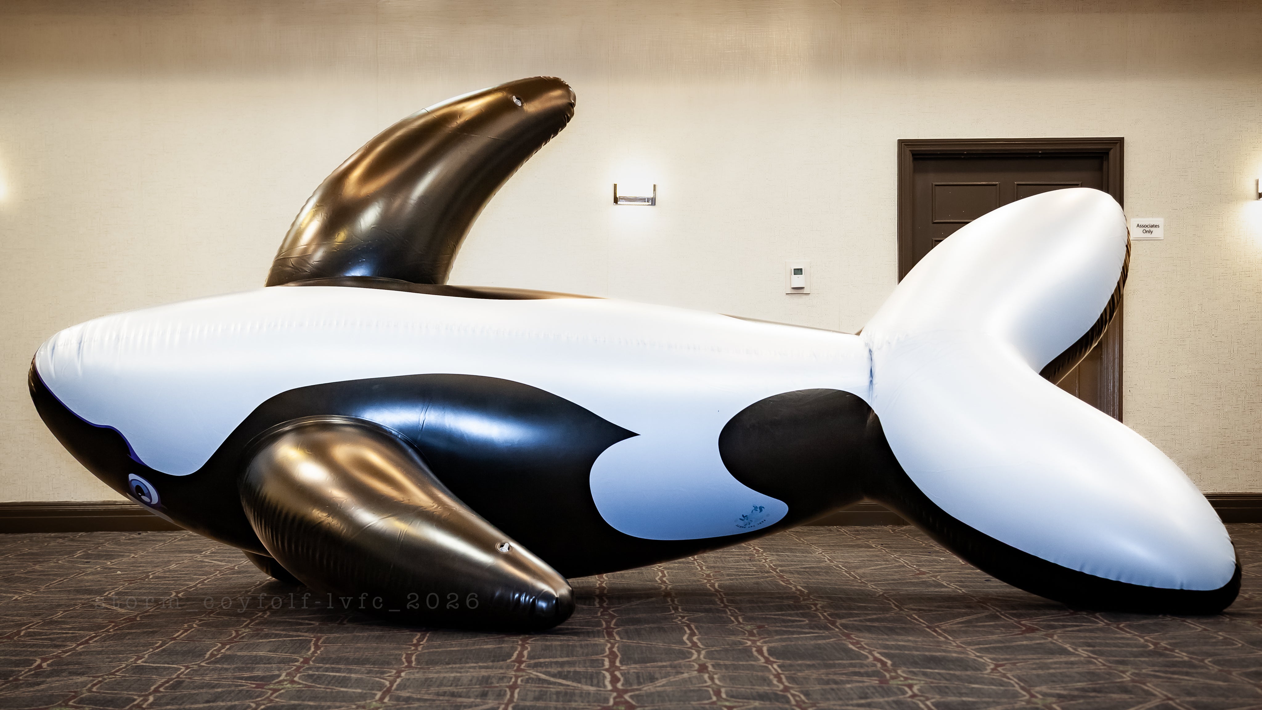 PhenodToy Whale (4m Size) 13ft -IN STOCK-