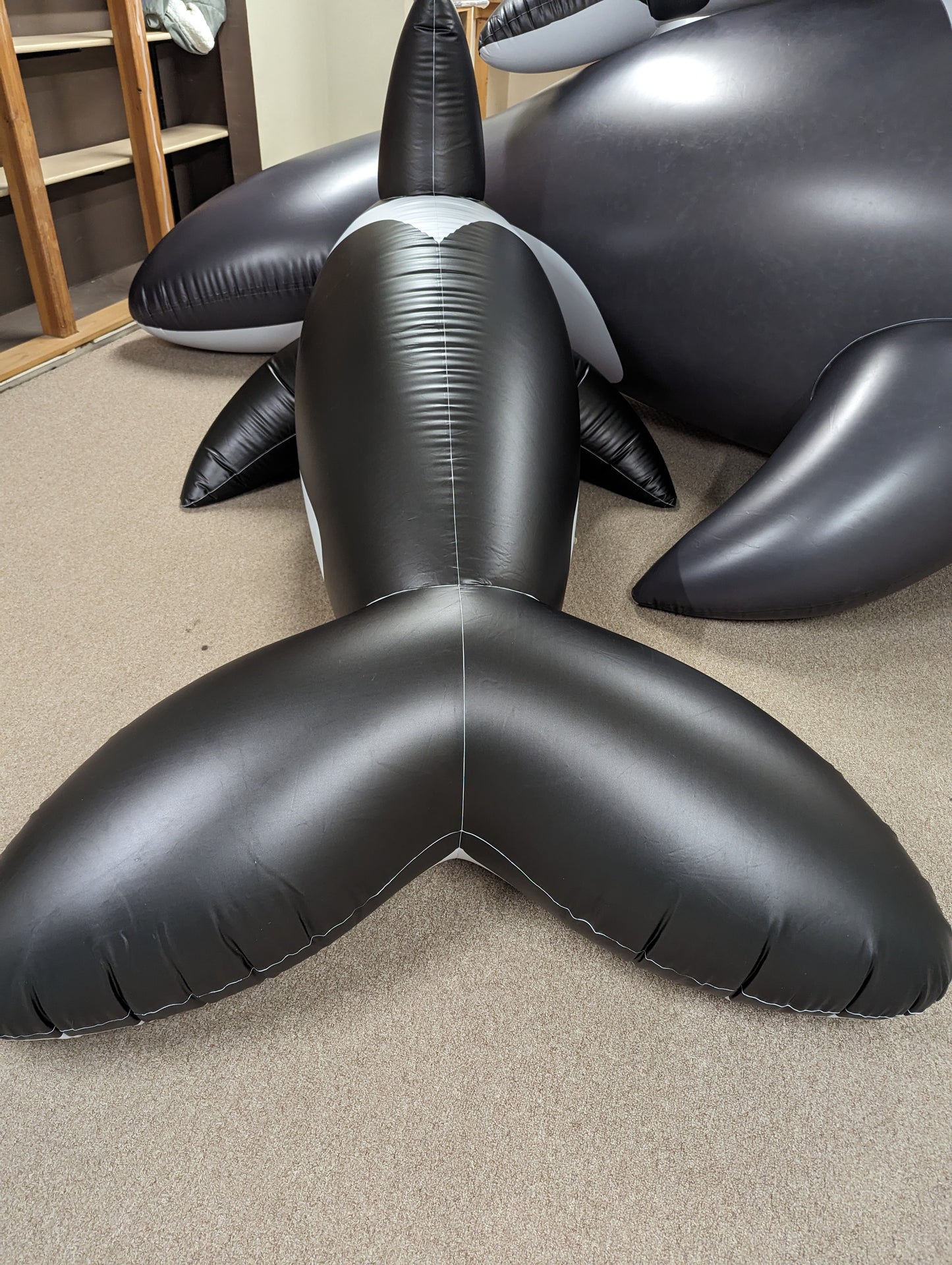 PhenodToy Whale (2.5M Size)